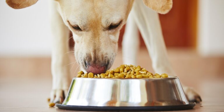 Les besoins nutrionnels des chiens