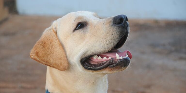 Comment prendresoin de la santé dentaire de votre chien