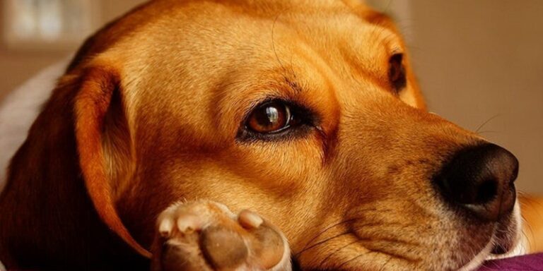 Quels sont les signes de maladies courantes chez les chien?