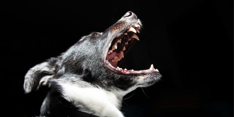 Pourquoi les chiens aboient-ils?