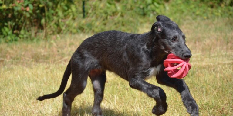 Comment résoudre les problèmes d&rsquo;anxiété chez le chien