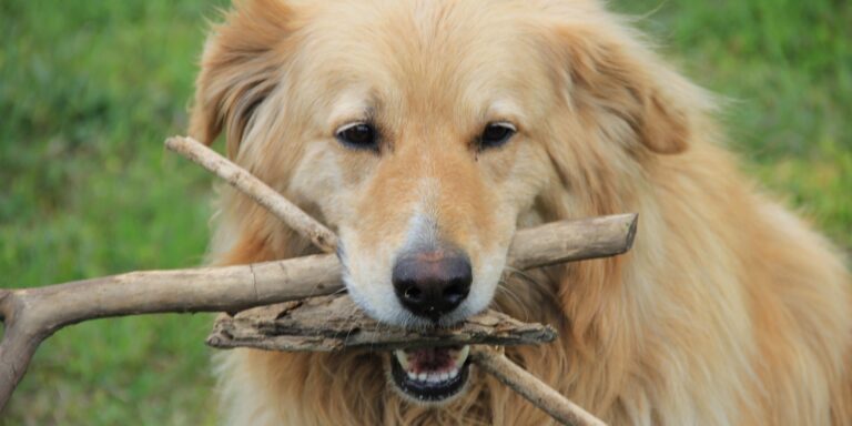 Comprendre le comportementde votre chien